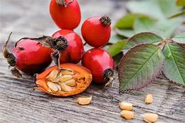 Rosehip fruit seeds for planting - Heirloom & Non-GMO Garden seeds