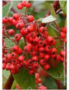 Cotoneaster Lacteus fruit seeds for planting – Heirloom & Non-GMO seeds for red-berried landscaping shrubs