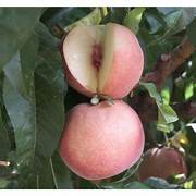 Arctic Supreme Peach fruit seeds for planting – Heirloom & Non-GMO garden seeds, sweet peaches for cool climates