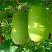 Super Big Winter Melon seeds for planting - Heirloom & Non-GMO Garden seeds, high-yield waxgourd variety for large harvests