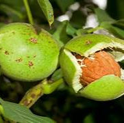 Walnut fruit seeds for planting - Heirloom & Non-GMO Garden seeds, nut-bearing trees for home cultivation