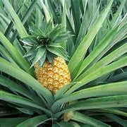 Orange-Green Pineapple fruit seeds for planting - Heirloom & Non-GMO Tropical Garden seeds