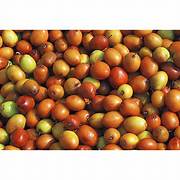 Jujube Zizyphus fruit seeds for planting – Heirloom & Non-GMO garden seeds, prolific fruiting tree variety
