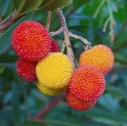Mixed Arbutus fruit seeds for planting - Heirloom & Non-GMO Garden seeds