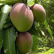 Kent Mango Tree Fruit Seeds for Planting – Heirloom & Non-GMO Garden seeds, tropical fruits for backyard orchards