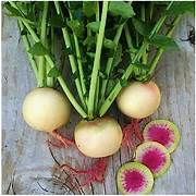 Radish Starburst vegetable seeds for planting - Heirloom & Non-GMO Garden seeds, colorful crisp radishes