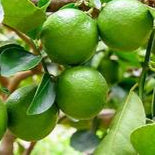 Lime fruit seeds for planting – Heirloom & Non-GMO garden seeds, tangy citrus trees for home gardens