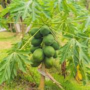 Dark Green Papaya fruit seeds for planting - Heirloom & Non-GMO Garden seeds, tropical fruit variety for backyard gardens