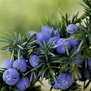 Juniperus berry seeds for planting - Heirloom & Non-GMO Garden seeds, aromatic trees for hardy landscapes