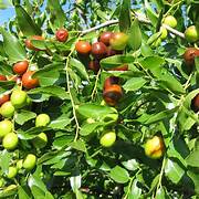 Jujube Zizyphus fruit seeds for planting – Heirloom & Non-GMO garden seeds, prolific fruiting tree variety