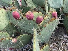 Opuntia Ficus-Indica plant seeds for planting – Heirloom & Non-GMO garden seeds, sweet cactus fruit for arid regions
