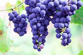 Purple Grape Fruit Seeds for Planting – Heirloom & Non-GMO Garden seeds, ideal vines for home vineyards