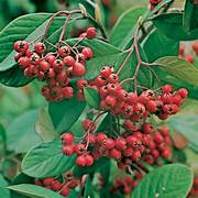 Cotoneaster Lacteus fruit seeds for planting – Heirloom & Non-GMO seeds for red-berried landscaping shrubs