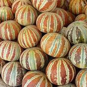 Kajari Melon fruit seeds for planting – Heirloom & Non-GMO garden seeds, juicy Indian melons for warm gardens