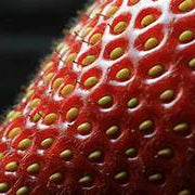 Bright Orange Strawberry fruit seeds for planting - Heirloom & Non-GMO Garden seeds