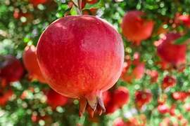 Maroon Pomegranate fruit seeds for planting - Heirloom & Non-GMO Garden seeds