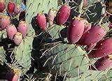 Opuntia Ficus-Indica plant seeds for planting – Heirloom & Non-GMO garden seeds, sweet cactus fruit for arid regions