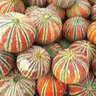 Kajari Melon fruit seeds for planting – Heirloom & Non-GMO garden seeds, juicy Indian melons for warm gardens