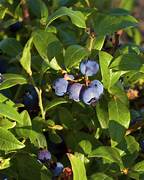 Wild Lowbush Blueberries fruit seeds for planting – Heirloom & Non-GMO seeds for native blueberry shrubs