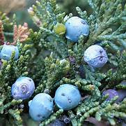 Juniperus berry seeds for planting - Heirloom & Non-GMO Garden seeds, aromatic trees for hardy landscapes