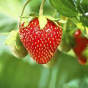 Bright Orange Strawberry fruit seeds for planting - Heirloom & Non-GMO Garden seeds