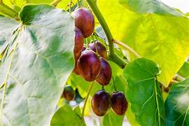 Purple Tamarillo fruit seeds for planting - Heirloom & Non-GMO Garden seeds