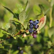 Wild Lowbush Blueberries fruit seeds for planting – Heirloom & Non-GMO seeds for native blueberry shrubs