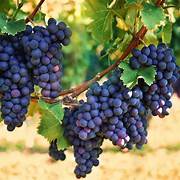 Blue Grape Fruit Seeds for Planting – Heirloom & Non-GMO Garden seeds, rare variety for lush vineyard growth