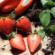 Bright Orange Strawberry fruit seeds for planting - Heirloom & Non-GMO Garden seeds