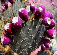 Pink Opuntia Engelmannii plant seeds for planting – Heirloom & Non-GMO garden seeds, exotic hardy cactus variety