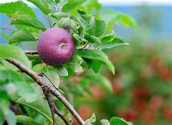 Burgundy Apple fruit seeds for planting - Heirloom & Non-GMO Garden seeds