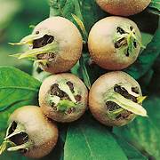 Medlar fruit seeds for planting - Heirloom & Non-GMO Garden seeds, rare tangy fruits for backyard gardens