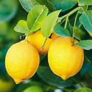 Sweet Persian Lemon fruit seeds for planting - Heirloom & Non-GMO garden seeds, low-acid citrus delight variety