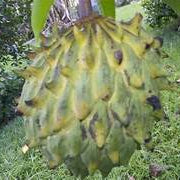 Rollinia Deliciosa fruit seeds for planting – Heirloom & Non-GMO garden seeds, soft sweet exotic tree variety