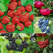 Mixed Edible fruit seeds for planting - Heirloom & Non-GMO Garden seeds