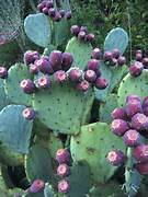 Pink Opuntia Engelmannii plant seeds for planting – Heirloom & Non-GMO garden seeds, exotic hardy cactus variety