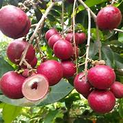 Red Longan fruit seeds for planting - Heirloom & Non-GMO Tropical Garden seeds