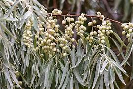 Silverberry plant seeds for planting – Heirloom & Non-GMO ornamental garden seeds