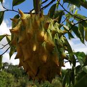 Rollinia Deliciosa fruit seeds for planting – Heirloom & Non-GMO garden seeds, soft sweet exotic tree variety