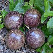 Marron Red Passiflora Edulis fruit seeds for planting - Heirloom & Non-GMO garden seeds, tropical vine variety