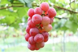 Roman Grapes fruit seeds for planting - Heirloom & Non-GMO Garden seeds, rare sweet grape varieties for gardens