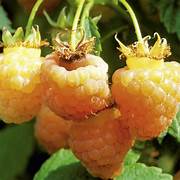 Yellow Raspberry fruit seeds for planting – Heirloom & Non-GMO seeds for exotic cloudberry-type plants