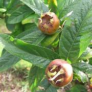 Medlar fruit seeds for planting - Heirloom & Non-GMO Garden seeds, rare tangy fruits for backyard gardens