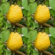 Ponderosa Lemon fruit seeds for planting - Heirloom & Non-GMO Garden seeds, aromatic citrus variety for gardens