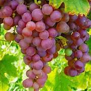 Roman Grapes fruit seeds for planting - Heirloom & Non-GMO Garden seeds, rare sweet grape varieties for gardens