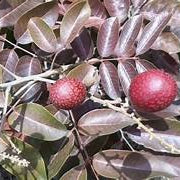 Red Longan fruit seeds for planting - Heirloom & Non-GMO Tropical Garden seeds