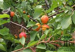 Siberian fruit seeds for planting – Heirloom & Non-GMO garden seeds, hardy cold-climate varieties for home gardens