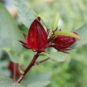 Roselle Hibiscus fruit seeds for planting - Heirloom & Non-GMO Garden seeds, tart blooms for teas and drinks