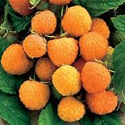 Yellow Raspberry fruit seeds for planting – Heirloom & Non-GMO seeds for exotic cloudberry-type plants