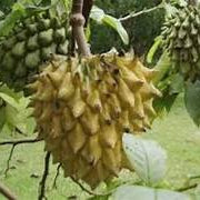 Rollinia Deliciosa fruit seeds for planting – Heirloom & Non-GMO garden seeds, soft sweet exotic tree variety